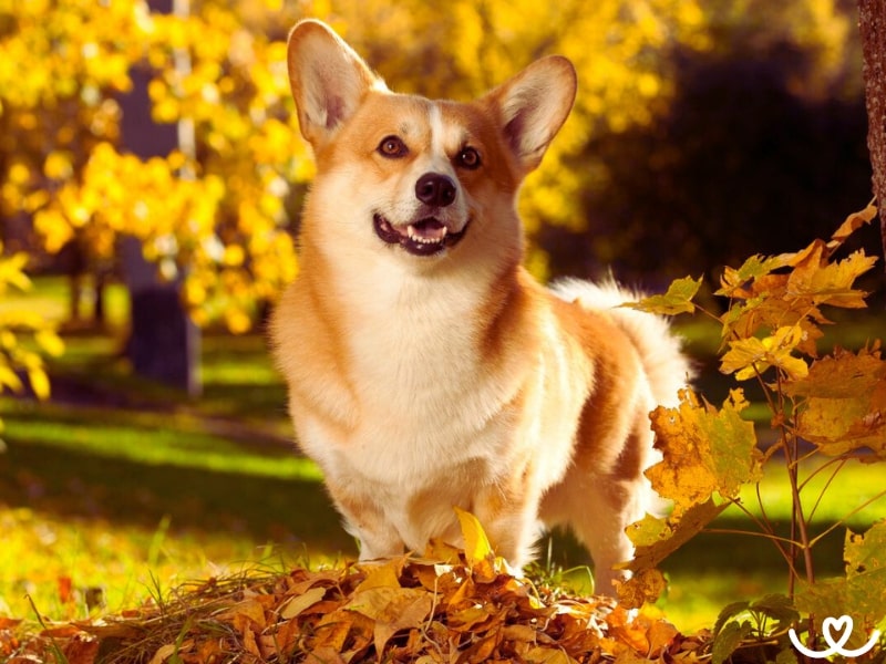 Plemeno-welsh-corgi-pembroke (3)